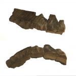 Images en 3-D fixe : Tesson de rebord