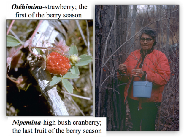 Un collage de deux photos en couleur avec le texte Otehimina-strawberry ; la première baie de la saison et le second Nipemina-high bush cranberry ; le dernier fruit de la saison des baies écrit dessus. Sur la droite, on voit une femme en manteau rouge avec un seau, ramassant des baies d'un arbre sans feuilles, sur la gauche, on voit une airelle en buisson.