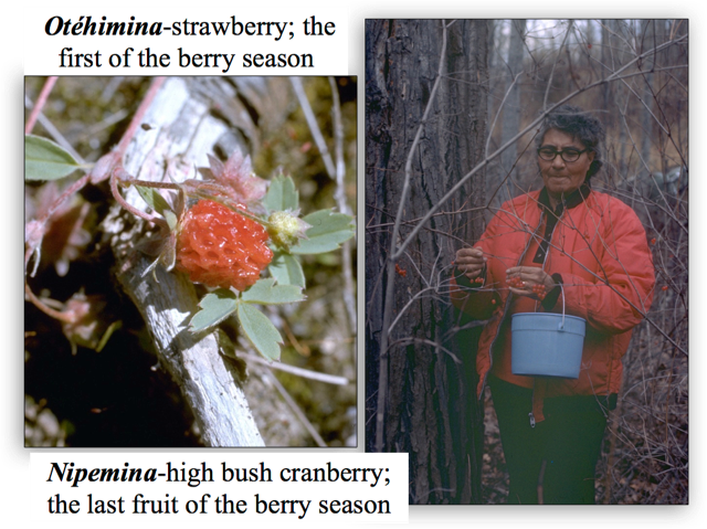 Un collage de deux photos en couleur avec le texte Otehimina-strawberry ; la première baie de la saison et le second Nipemina-high bush cranberry ; le dernier fruit de la saison des baies écrit dessus. Sur la droite, on voit une femme en manteau rouge avec un seau, ramassant des baies d'un arbre sans feuilles, sur la gauche, on voit une airelle en buisson.