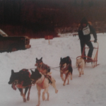 Attelage de chiens de traîneau lors d’un carnaval d’hiver