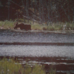 Orignal le long de la rivière Athabasca