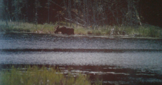 Une photo en couleur d'un orignal au loin avec une rivière devant. 