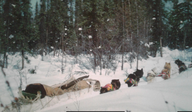 Cinq chiens harnachés sont assis devant un traîneau vide sur une piste enneigée dans la forêt.