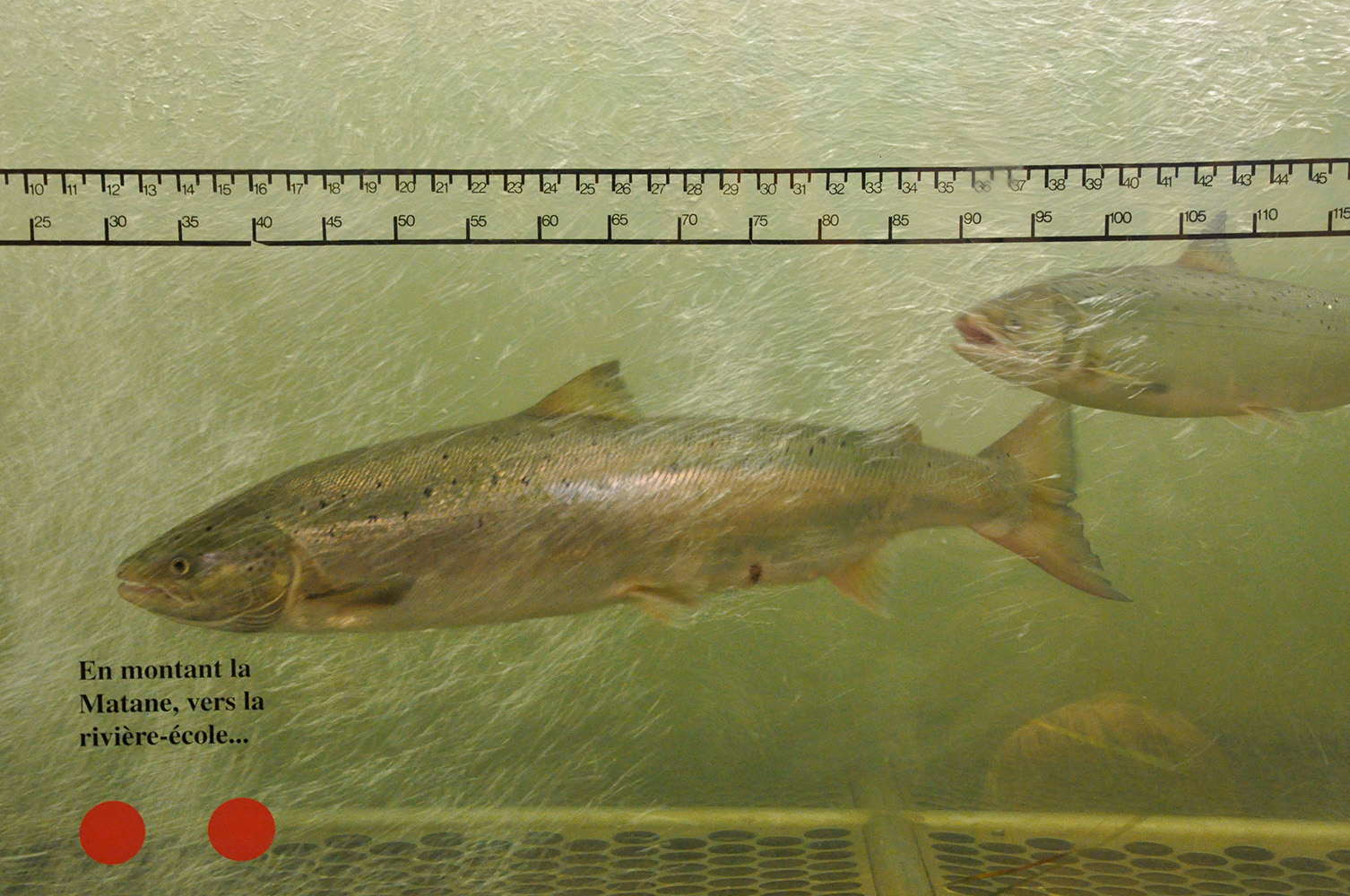 Photographie couleur de deux saumons passant devant la vitre de la passe migratoire du barrage de la rivière Matane.  