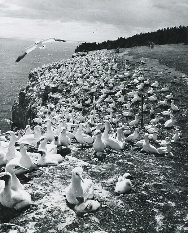 Photographie noir et blanc de la population Fou de Bassan et leurs oisillons. Plus d’un millier d’oiseaux occupent la côte de l’Île Bonaventure. 