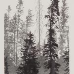 Forêt noire