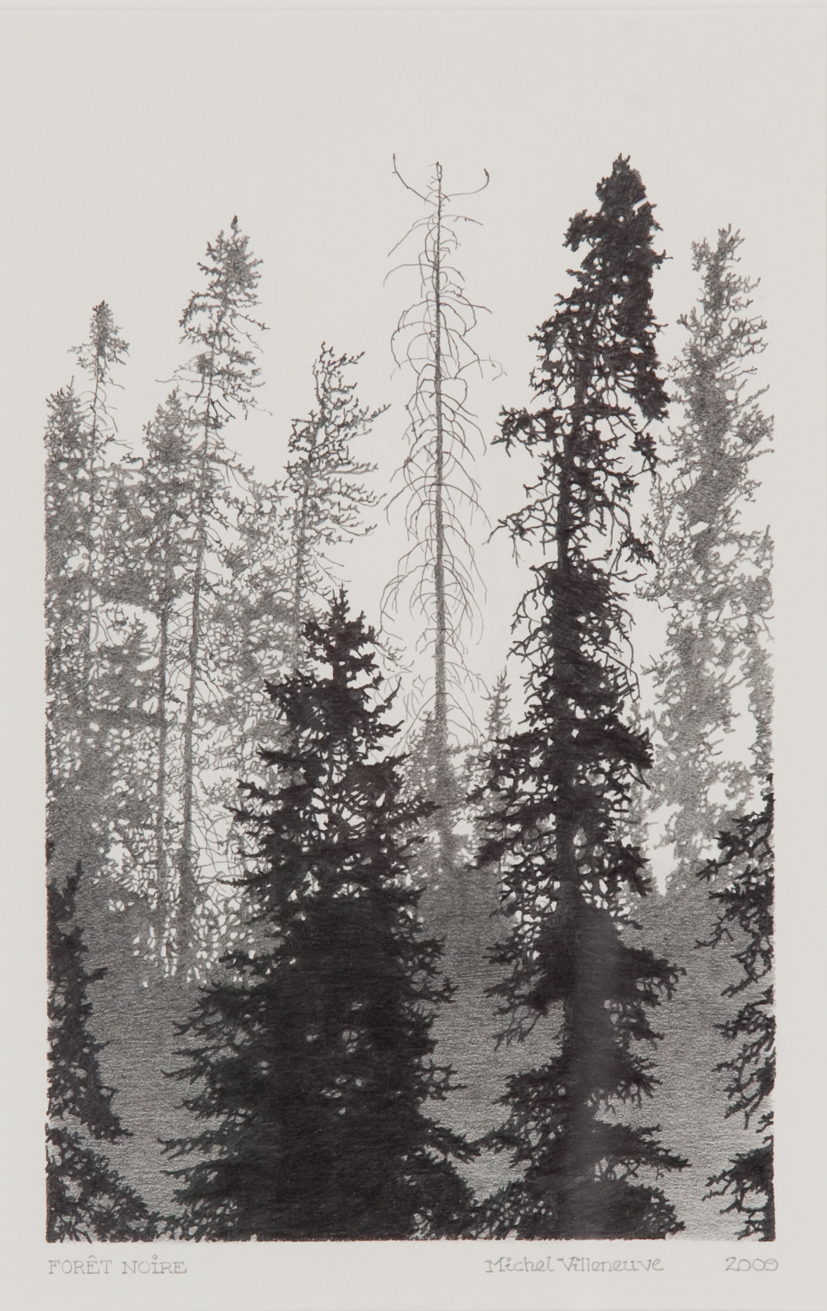 Dessin noir et blanc représentant deux conifères en avant-plan, devant une forêt de conifères en arrière-plan. 