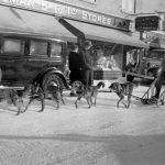 Transport par traîneau à chiens sur la rue Perreault à Rouyn