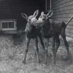 Deux jeunes orignaux