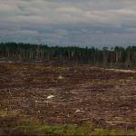 Territoire ayant subi une coupe à blanc