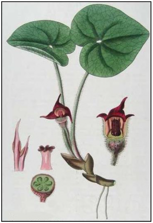 Illustration d’une page d’herbier montrant diverses sections d’un plant d’asaret du Canada.