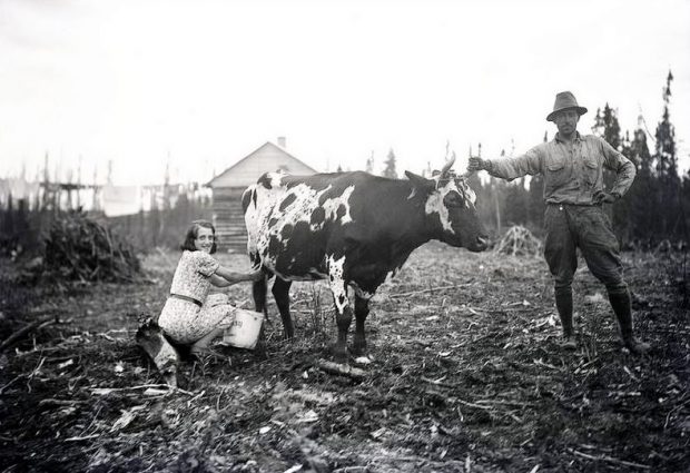 Photographie en noir et blanc d’une femme qui trait une vache pendant qu’un homme tient la bête par une corne. En arrière-plan, une cabane en bois rond. 
