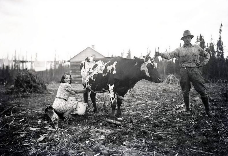 Photographie en noir et blanc d’une femme qui trait une vache pendant qu’un homme tient la bête par une corne. En arrière-plan, une cabane en bois rond. 