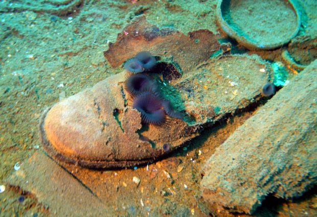 Une chaussure en décomposition sous l’eau dans laquelle des vers tubicoles s’y sont développés