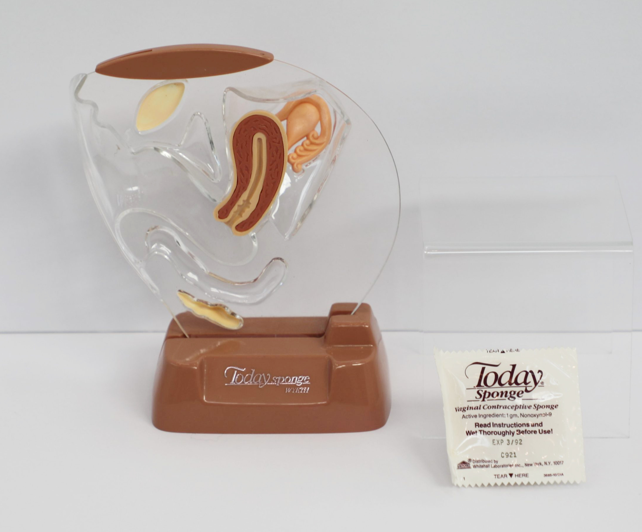 Modèle anatomique transparent illustrant l’appareil reproducteur féminin en image transversale. À côté du modèle se trouve un paquet scellé contenant une éponge contraceptive Today Sponge. 