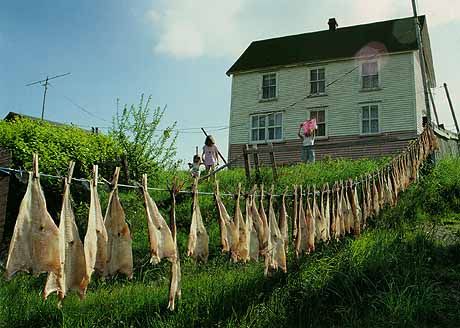 Cod fish hung out to dry In the background a white wooden house. A woman is hanging laundry and two children, holding hands, watch her. - Salines et remises à Parker’s Cove.