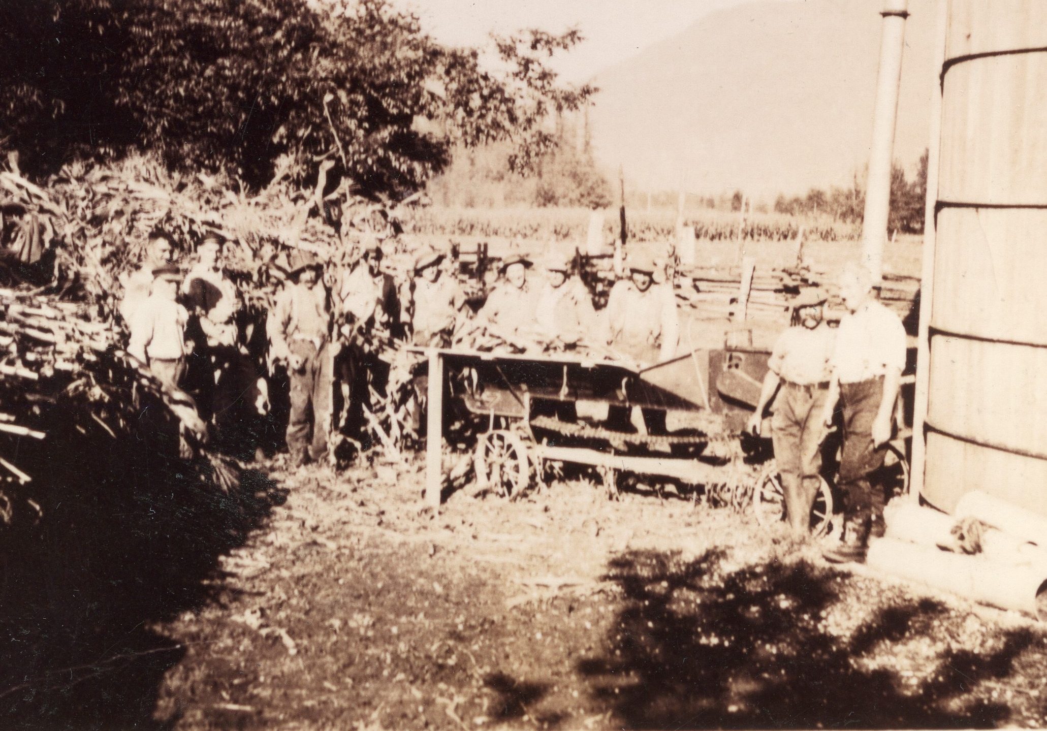 Photo en noir et blanc d'hommes sont en train de faire de l'ensilage de maïs. Ils sont debout à côté d'un silo et d’une pile de tiges de maïs. Plusieurs hommes se tiennent derrière une machine qu'ils alimentent avec les tiges de maïs.