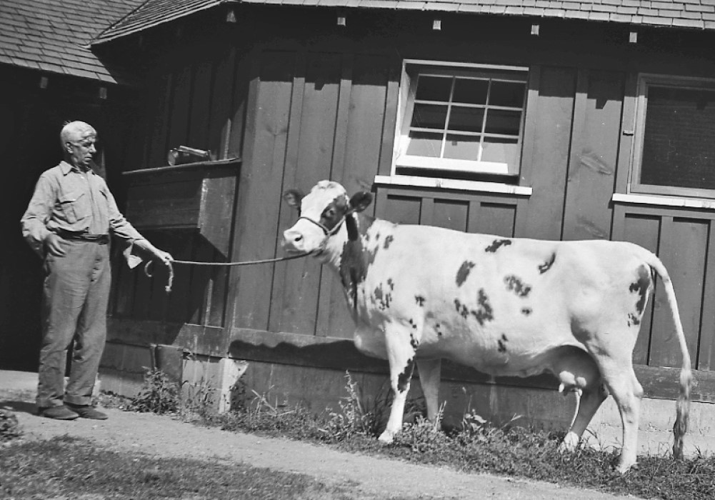Photo en noir et blanc d’un homme à l’air surpris tenant une vache au bout d’une corde. On aperçoit un bâtiment en bois à l’arrière-plan.