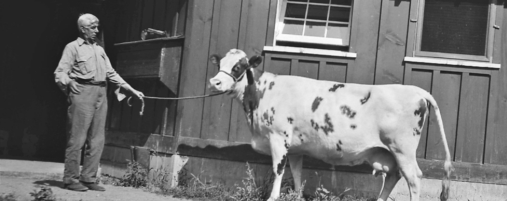 Photo en noir et blanc d’un homme à l’air surpris tenant une vache au bout d’une corde. On aperçoit un bâtiment en bois à l’arrière-plan.