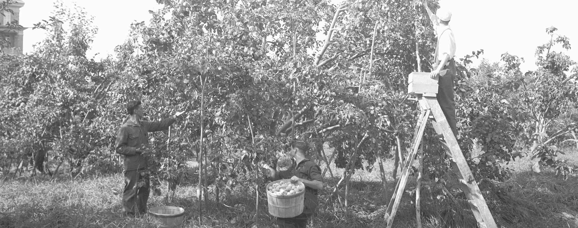 Trois hommes cueillent des fruits dans un verger