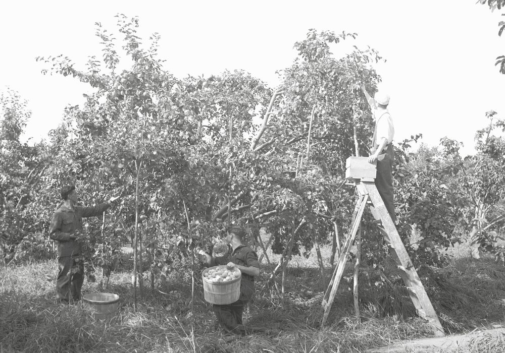 Trois hommes cueillent des fruits dans un verger