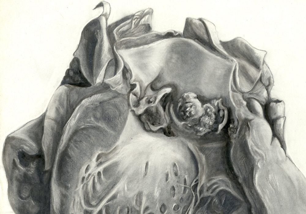 Illustration en noir et blanc montrant la valve aortique.